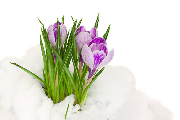 istock purple  crocuses in snow 469807539