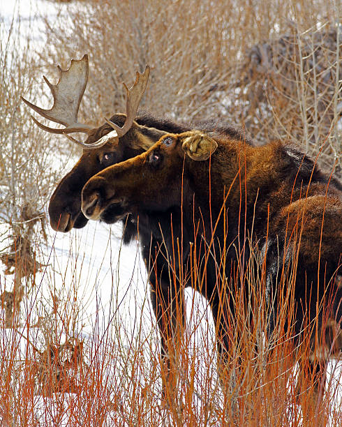 istock Bull Moose Pair, One With Cast Antlers 469807541