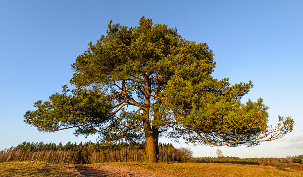 istock Pine tree in a nature reserve during a winter afternoon 469807836