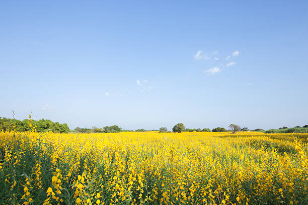 istock Farm Sunhemp flowers 469809419