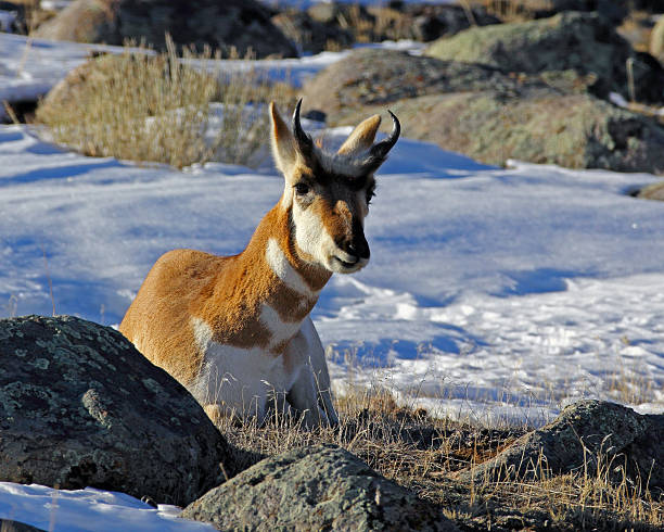 istock Bedded Pronghorn Antelope Buck 469809557