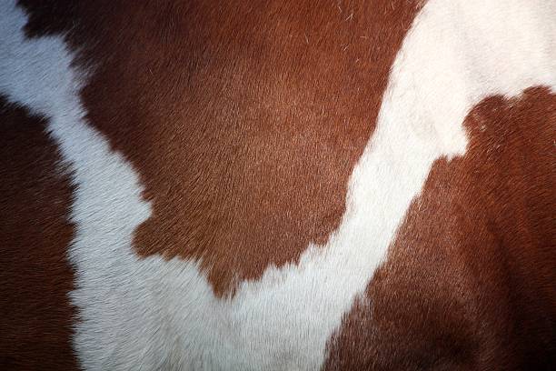 istock Brown and white horse fur 469810124