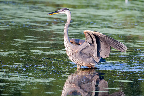 istock Great Blue Heron fishing in soft focus 469810753