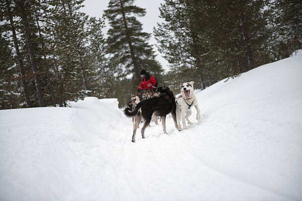 istock Sled dogs (huskies) in Lapland/Finland 469811511