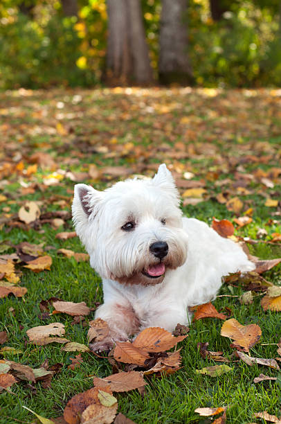 istock West highland white terrier on the green grass 469812707