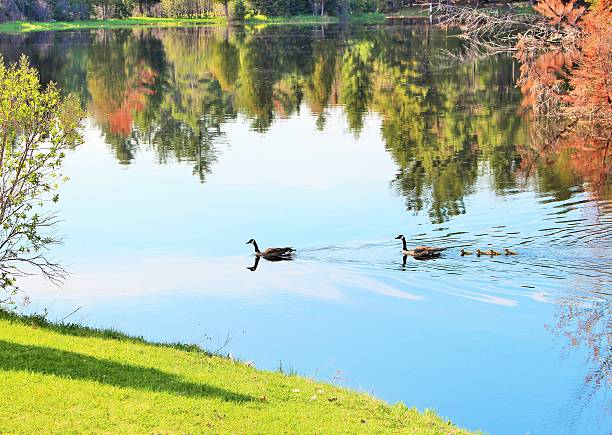 istock Canadian Goose family 469815086