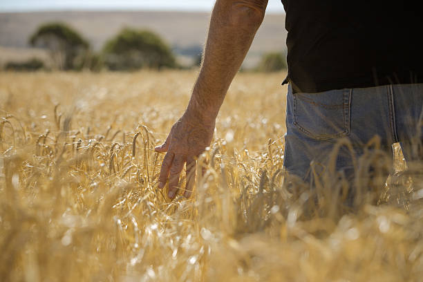 agricoltore nel campo di grano - seed human hand wheat cereal plant foto e immagini stock