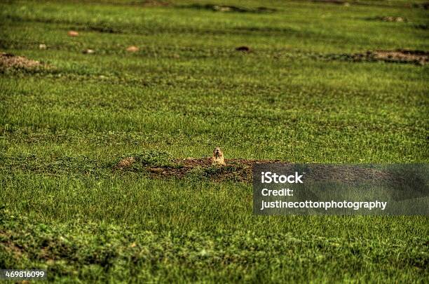 Perro De Las Praderas Foto de stock y más banco de imágenes de Fotografía - Imágenes - Fotografía - Imágenes, Hierba - Pasto, Horizontal