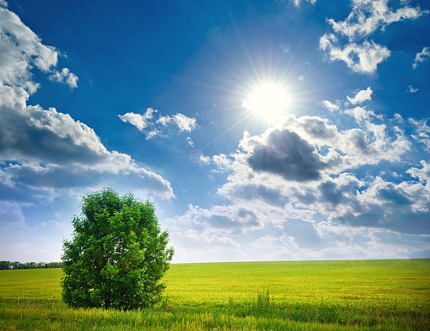 istock tree in a wheat field, the composition of nature 469816115