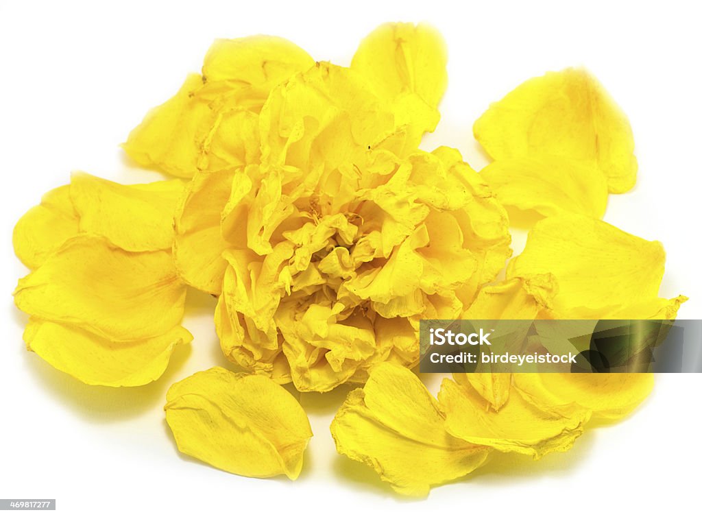 yellow flower beautiful yellow flower Beauty In Nature Stock Photo