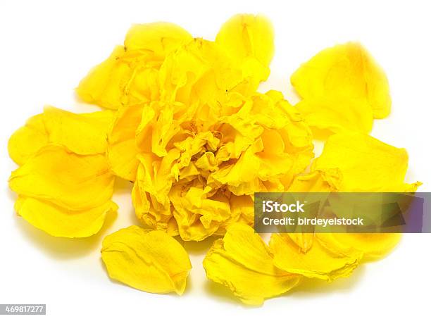 Yellow Flower Stock Photo - Download Image Now - Beauty In Nature, Blossom, Botany