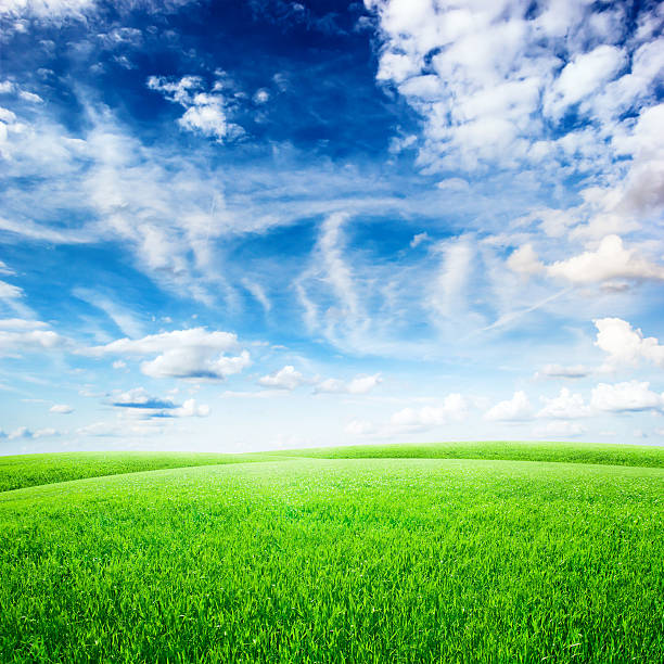 istock Green grass field and blue sky with clouds 469818503
