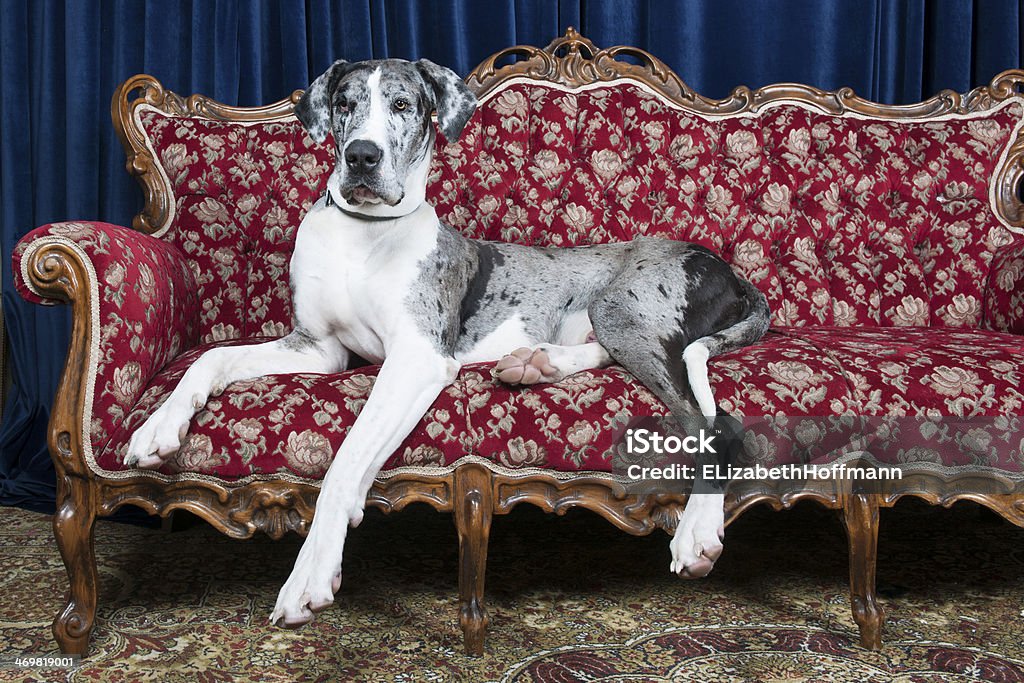 dog on couch nig great dane resting on couch in studio Great Dane Stock Photo