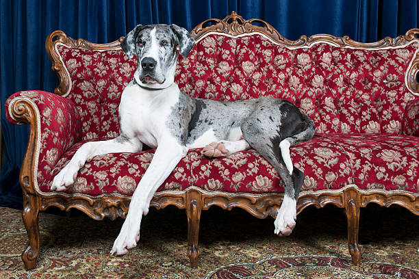 dog on couch nig great dane resting on couch in studio great dane stock pictures, royalty-free photos & images