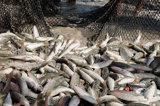 fish caught in a net fish caught in a black net on the beach fish trawler stock pictures, royalty-free photos & images