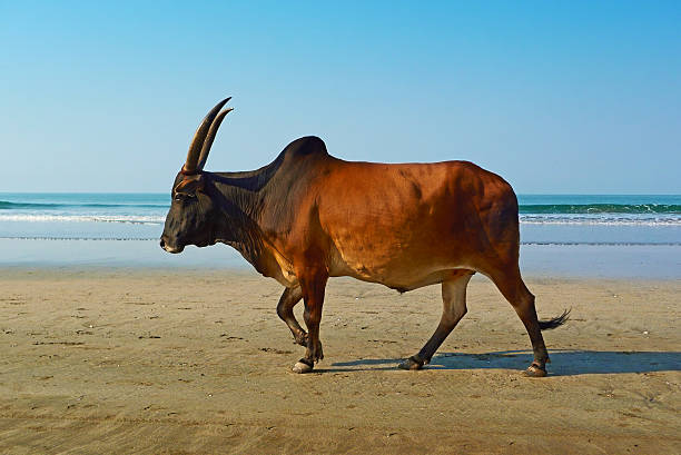 Water buffalo walks on the beach. GOA, India