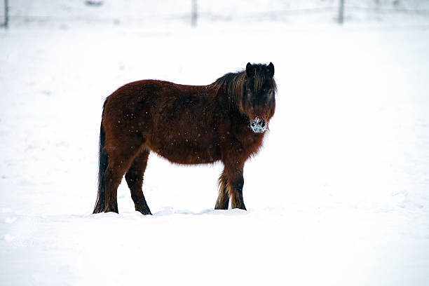 istock Dark chestnut pony in the snow 469819833