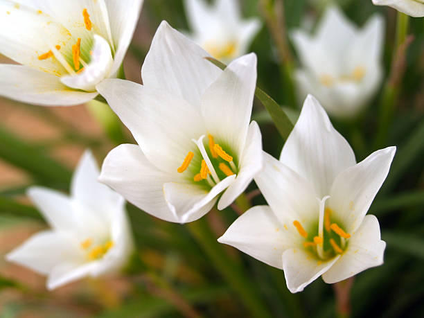 istock beautiful colorful flowers 469819859