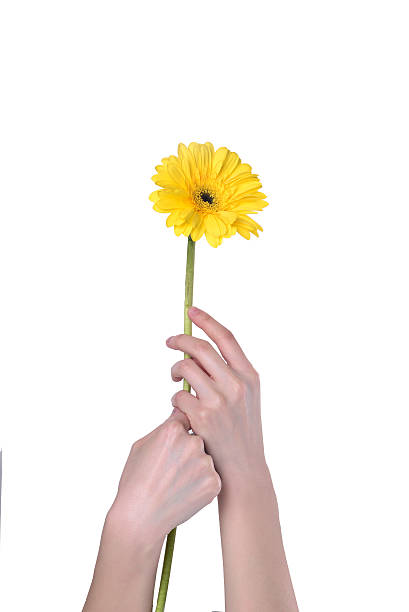istock In the hands of Gerbera 469820254