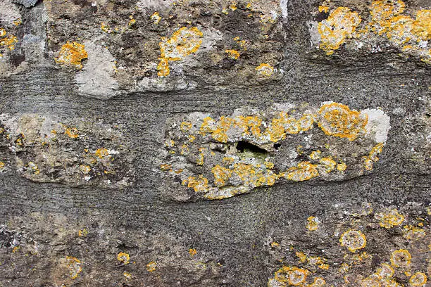 Photo showing an old and weathered stone wall, where the rocks / stones are being covered with orange / yellow coloured lichens (Latin name: Xanthoria parietina).