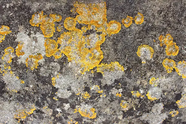 Close-up photo showing a grey stone wall that is covered with a crusty yellow lichen (Latin name: Xanthoria parietina).