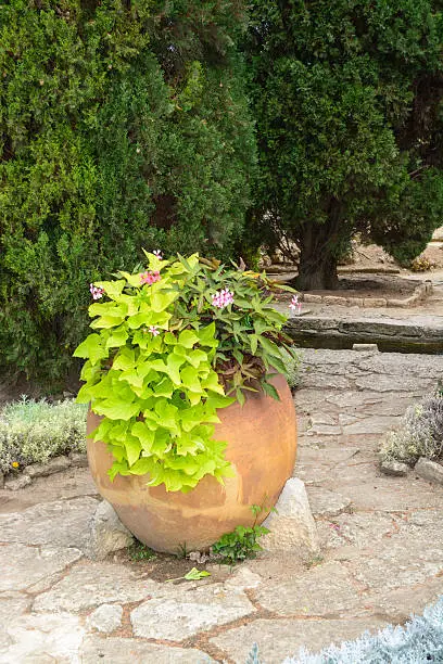 Photo of Old big clay Greek pot with flowers, Balchik, Bulgaria, Europe