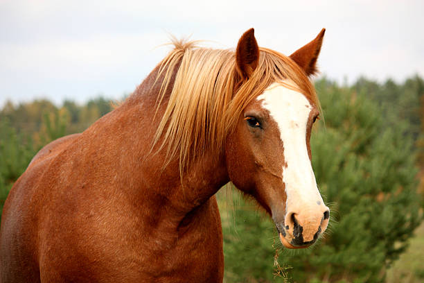istock Palomino percheron portrait in autumn 469820602