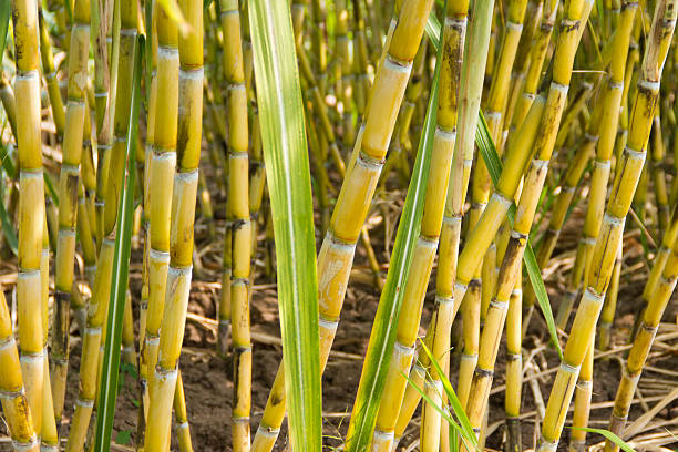 istock sugarcane plants grow in field 469823995