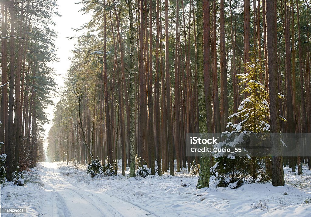 Winter forest Alder Tree Stock Photo