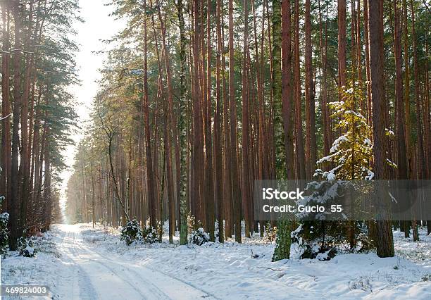 Winter Forest Stock Photo - Download Image Now - Alder Tree, Blizzard, Blue