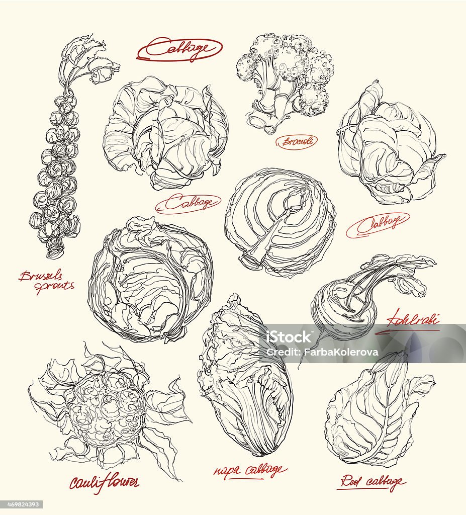 Векторный рисунок капуста набор - Векторная графика Белокочанная капуста роялти-фри