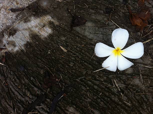 istock white plumeria on wood background 469824737