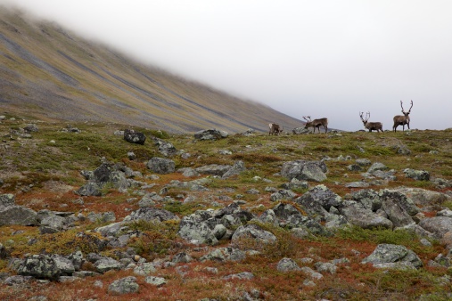Four reindeer standing in the horizon. Close to the highest mountain in Sweden, Kebnekaise.