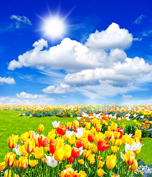 istock tulip flowers field. spring landscape with sunny blue sky 469824861