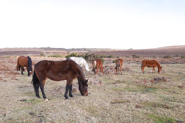 istock group of pregnant mares new forest national park 469825193