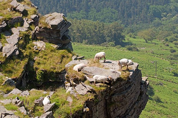 istock Some sheep in a crag. Green trees at the background 469825257
