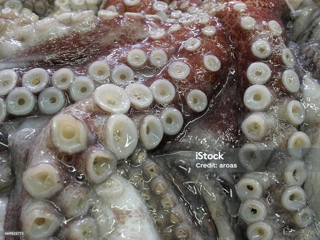 Raw and fresh octopus tentacles photographed on ice 2015 Stock Photo