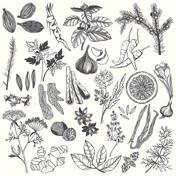 illustrazioni stock, clip art, cartoni animati e icone di tendenza di disegnati a mano set vettoriale di spezie ed erbe aromatiche - fennel parsley herb dill