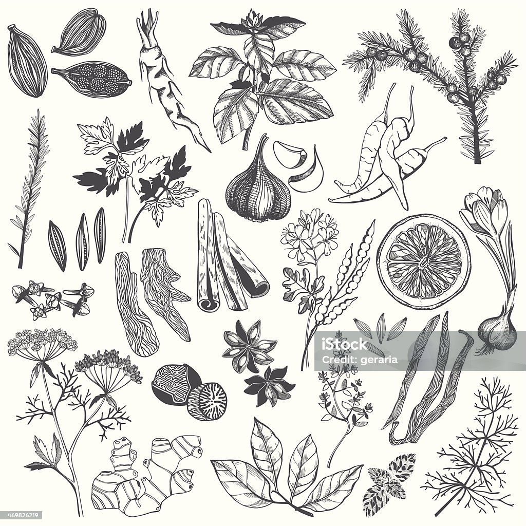 Vector set of hand drawn spices and herb Vector set of hand drawn spices and herb isolated on white background Drawing - Activity stock vector