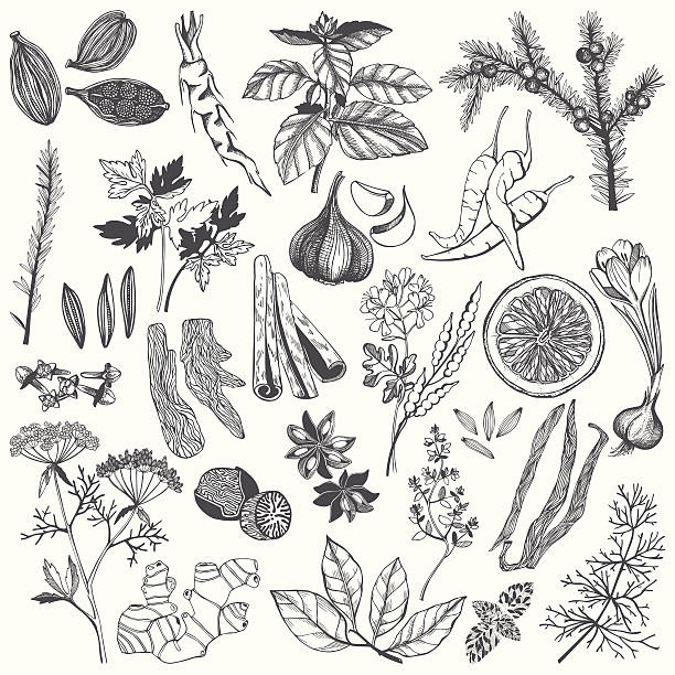Vector set of hand drawn spices and herb Vector set of hand drawn spices and herb isolated on white background mustard fruits stock illustrations