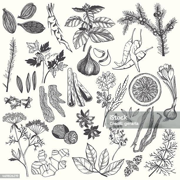 Vector Set Of Hand Drawn Spices And Herb Stock Illustration - Download Image Now - Drawing - Activity, Spice, Illustration