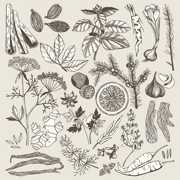 illustrations, cliparts, dessins animés et icônes de set de vector de main tirées des épices et des herbes - anise seed fennel backgrounds