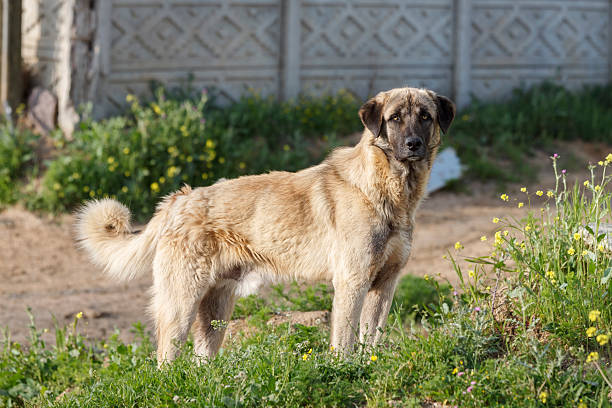 Anatolian Shepherd Dog Anatolian Shepherd Dog kangal dog stock pictures, royalty-free photos & images
