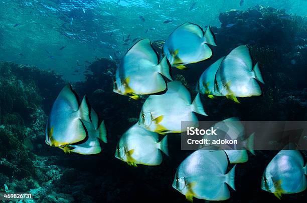 School Batfish On A Tropical Reef Stock Photo - Download Image Now - Aquatic Sport, Batfish - Platax, Blue