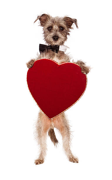 istock Terrier Dog Holding Heart 469826823
