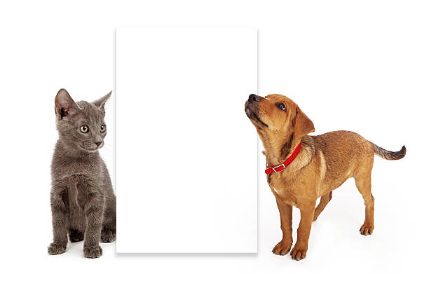 istock Puppy and kitten looking at blank sign 469826911