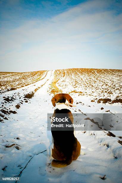 Cute Dog Stock Photo - Download Image Now - Adult, Animal, Animal Body Part