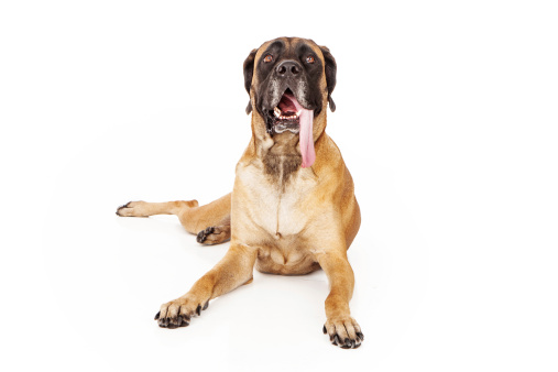 Bordeaux mastiff in front of white background