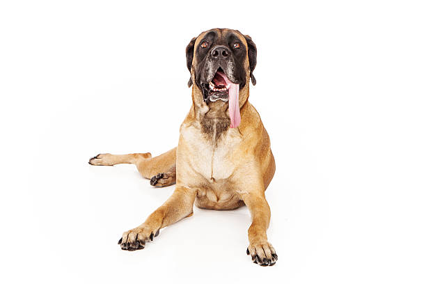 English Mastiff Dog With Tongue Out A large English Mastiff dog laying down against a white backdrop with tongue out mastiff stock pictures, royalty-free photos & images