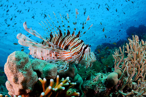 istock Lionfish on Tropical Coral Reef 469828747